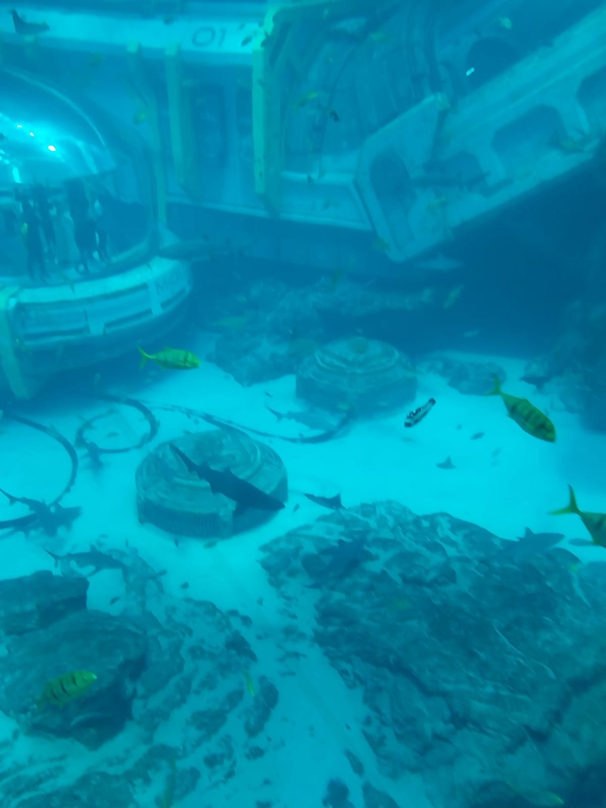 Aquarium Introduction 1